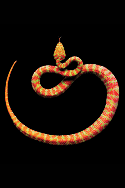 Beautiful-Pit-Viper,-2011