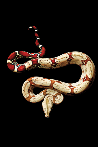 Red-Tail-Boa,-2010