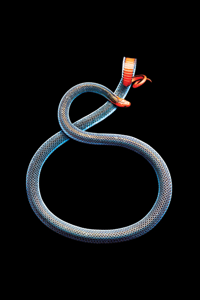 bigBlue-Malaysian-Coral-Snake,-2011