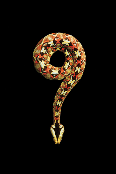 bigRhinocerus-Viper,-2010